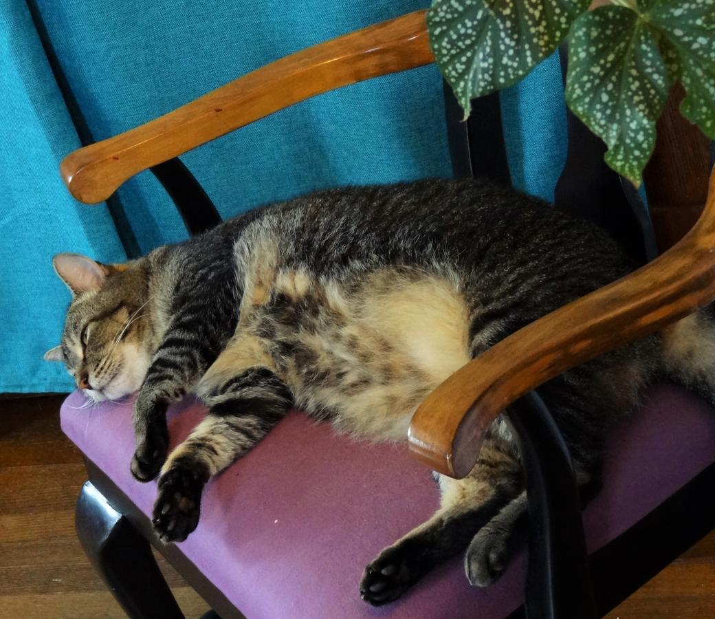 The One Cat Bed & Breakfast Братълборо Екстериор снимка